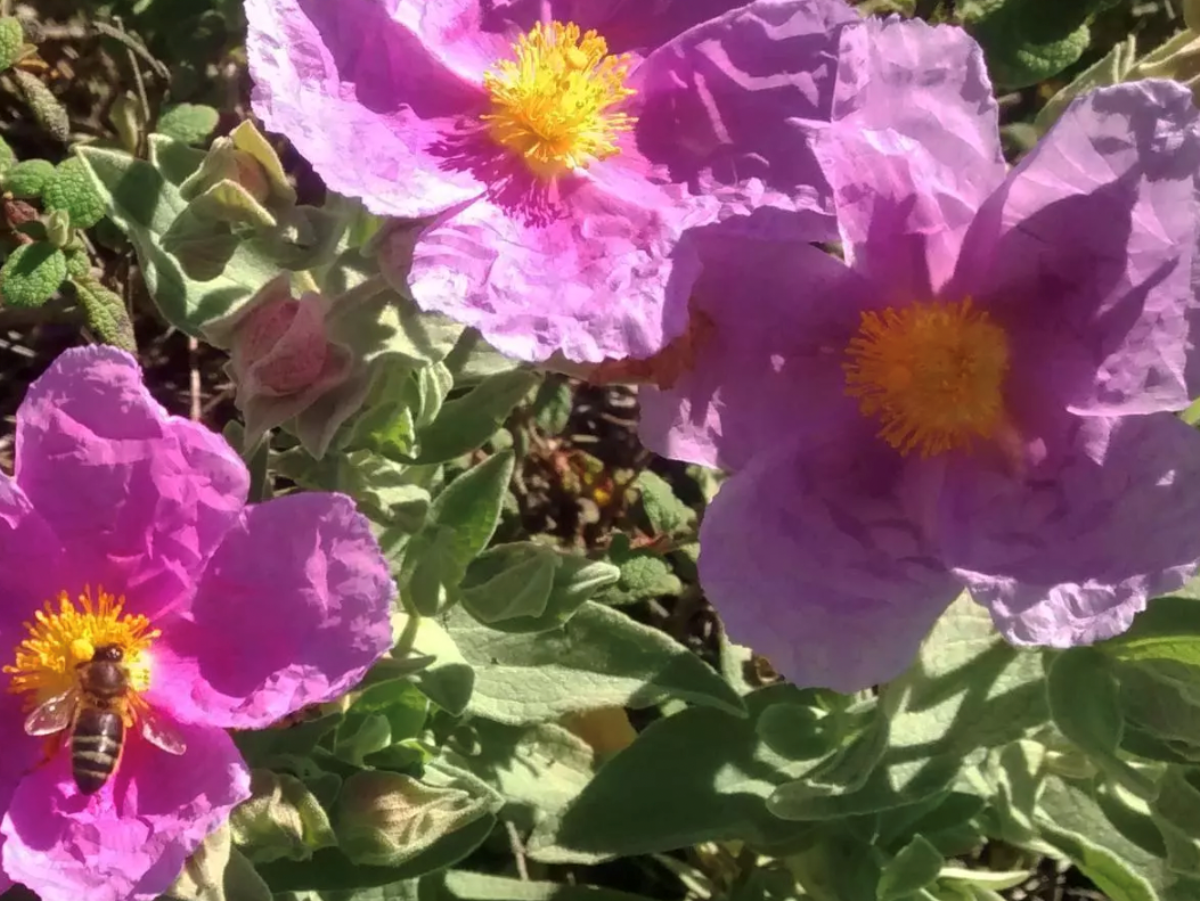 La primavera y las alergias